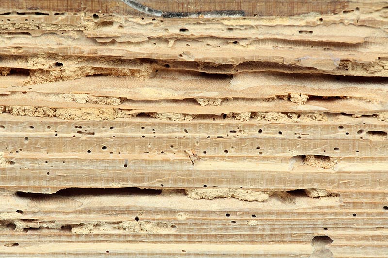 Termite damaged wood discovered while preforming home inspection services